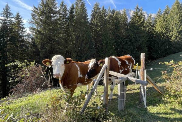 Kühe auf der Alm, Foto: Christina Schwann