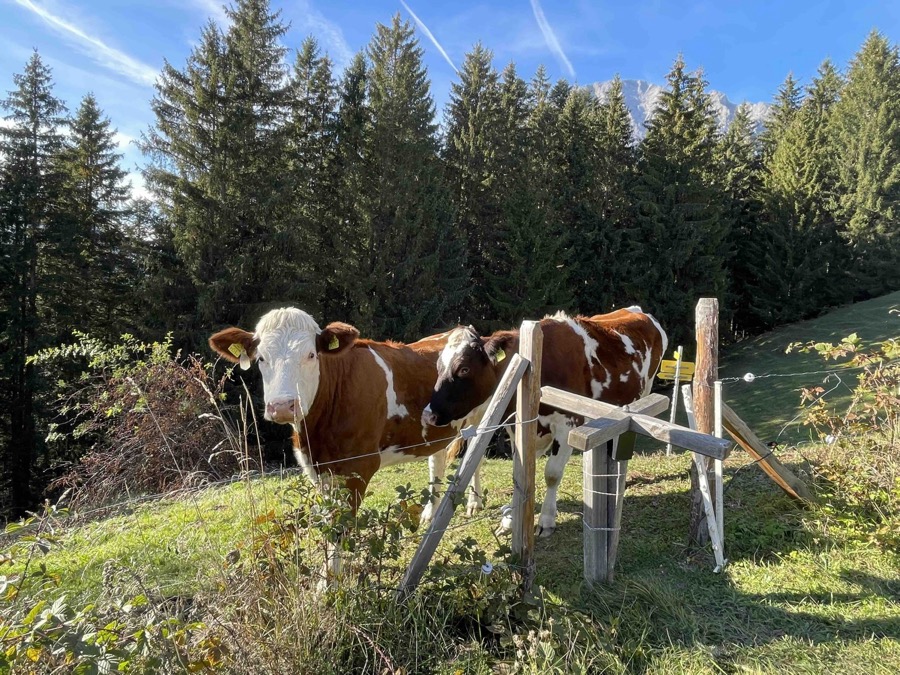 Kühe auf der Alm, Foto: Christina Schwann